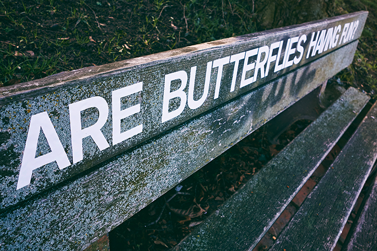 Are butterflies having fun?